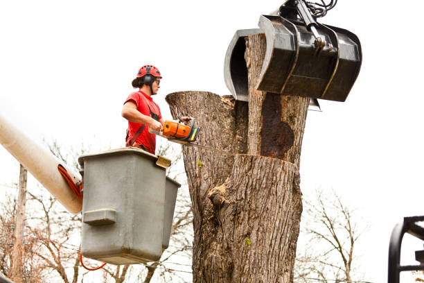 Professional Tree Care in Candlewick Lake, IL