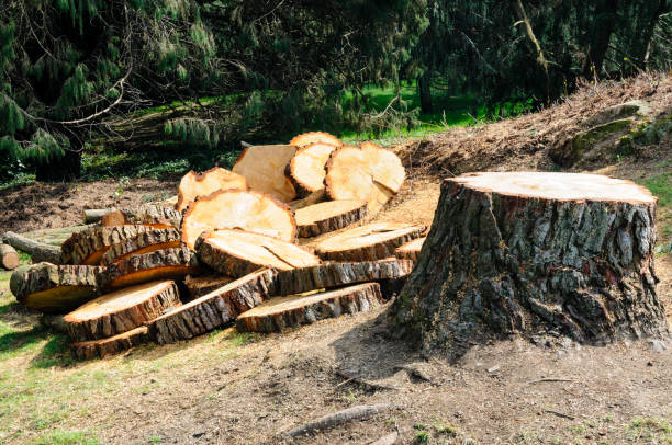 How Our Tree Care Process Works  in  Candlewick Lake, IL